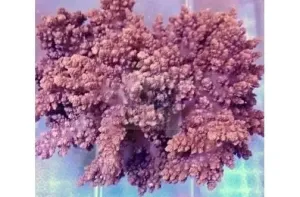 Bush Coral Vasaline (Litophyton sp)