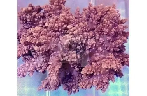 Bush Coral Vasaline (Litophyton sp)