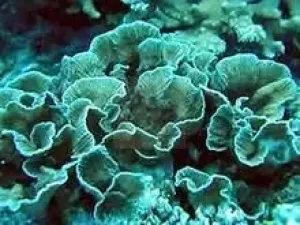 Fringe Coral (Merulina spp)