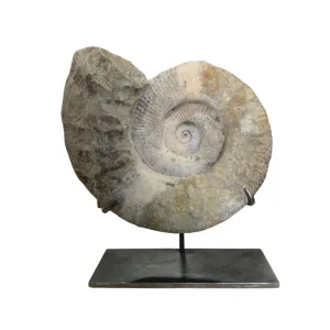 Moroccan Ammonite Fossil On Custom Iron Base