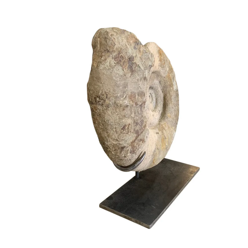 Moroccan Ammonite Fossil On Custom Iron Base