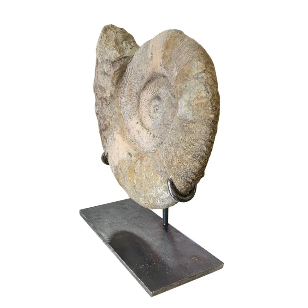 Moroccan Ammonite Fossil On Custom Iron Base