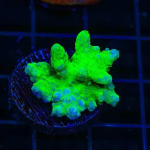 Neon Cabbage Leather Coral