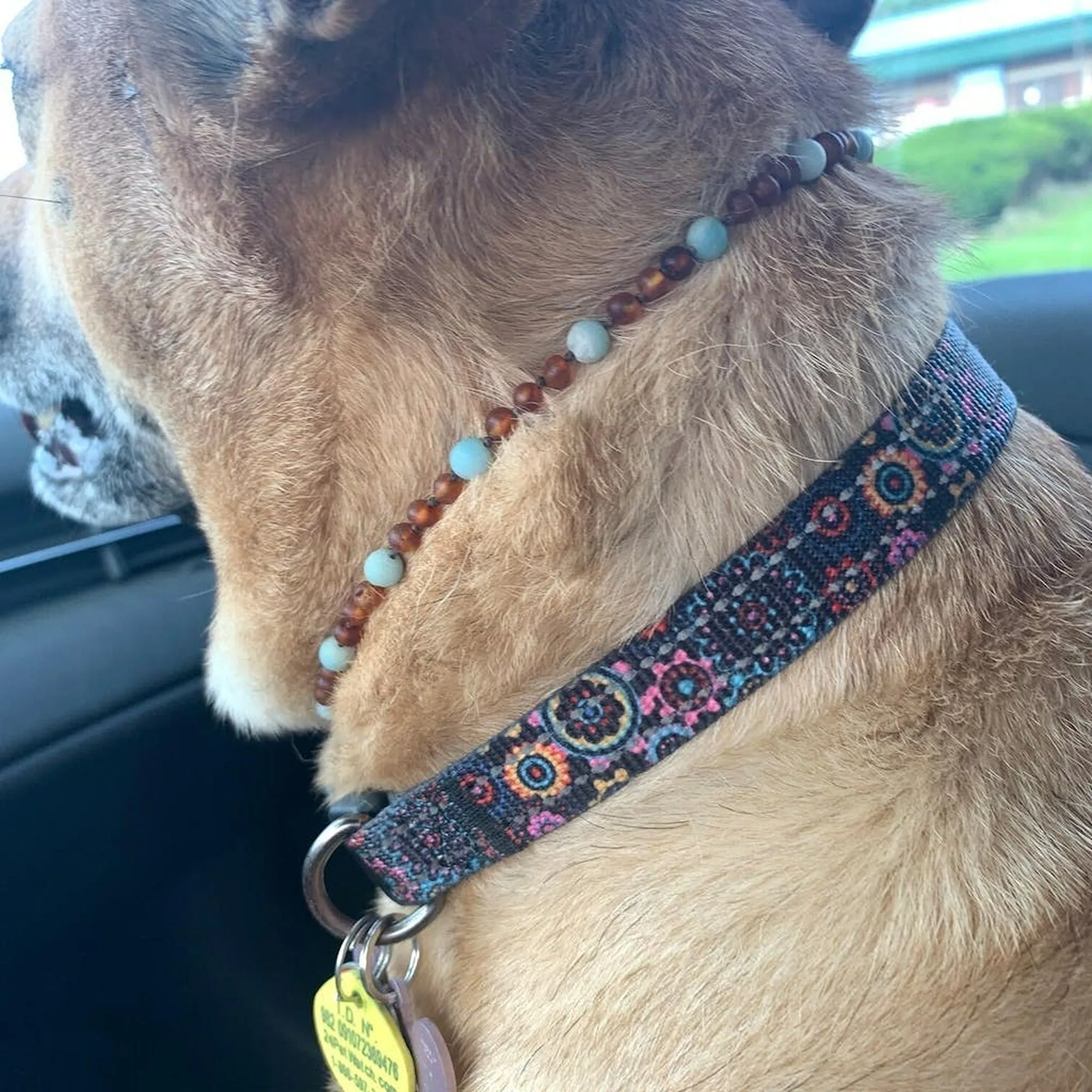 Pet | Amazonite   Raw Cognac Amber Collar