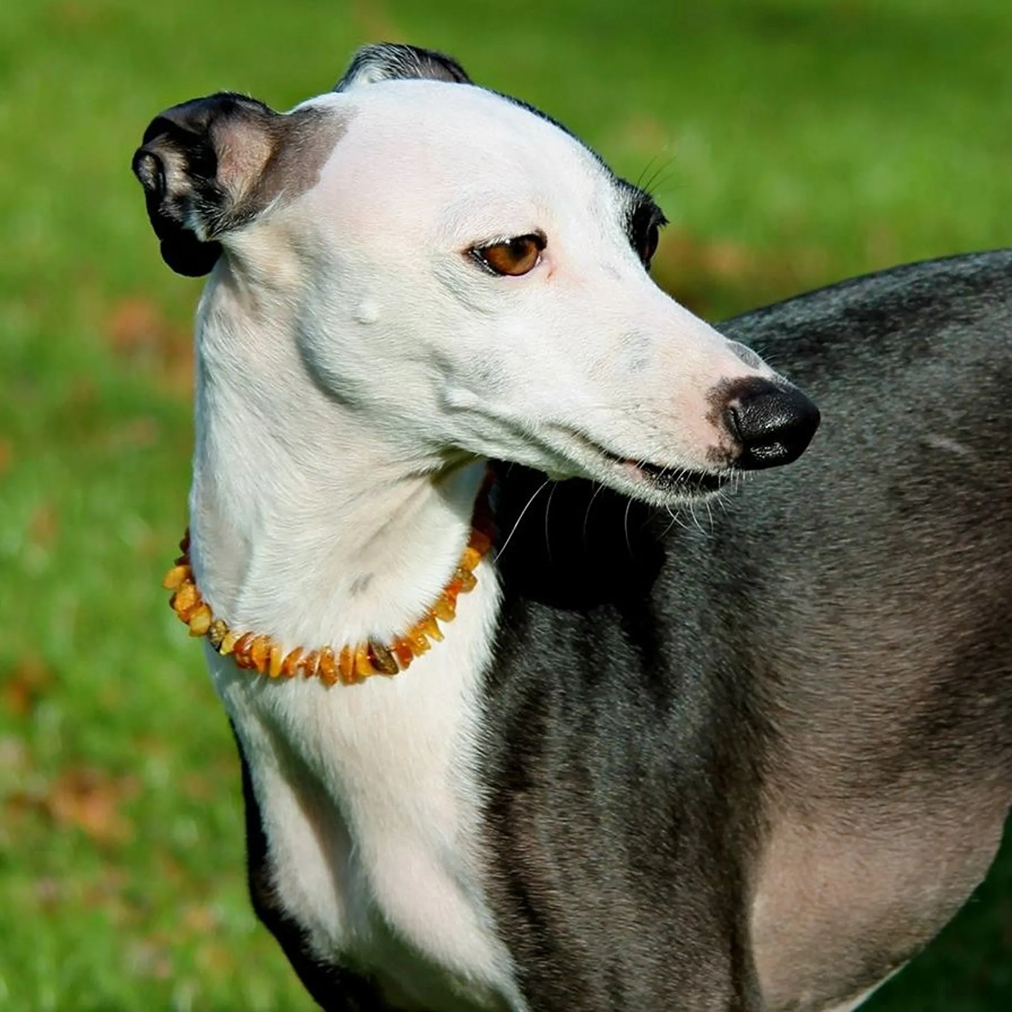 Pet | Amethyst   Raw Cognac Amber Collar