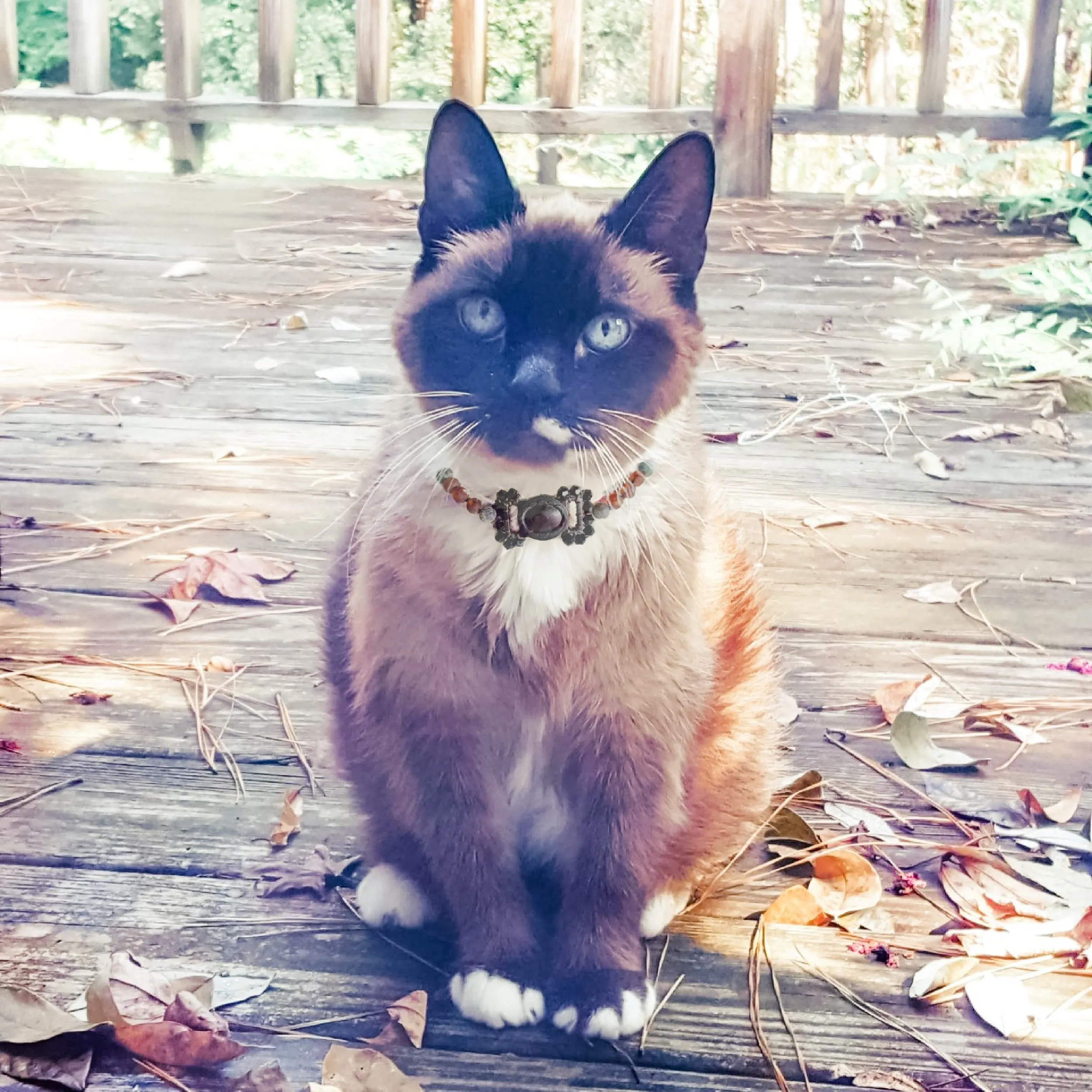 Pet | Amethyst   Raw Cognac Amber Collar
