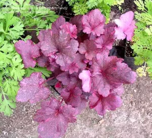 pot coral bells midnight rose