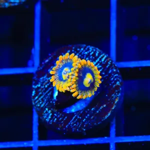 Rainbow Yoda Zoanthids Coral