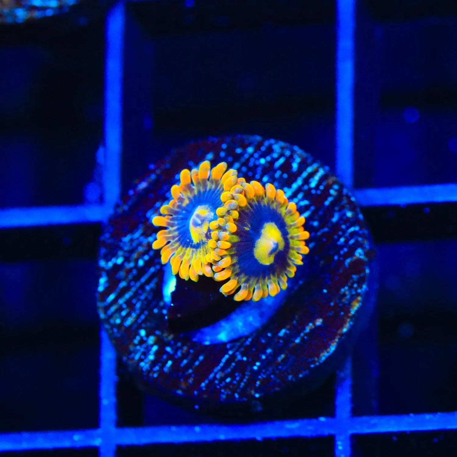 Rainbow Yoda Zoanthids Coral