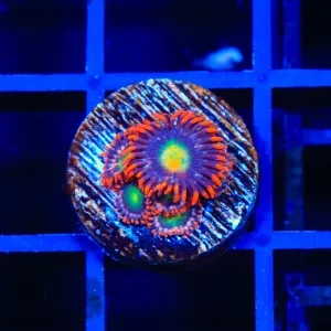 Star Foxx Zoanthids Coral