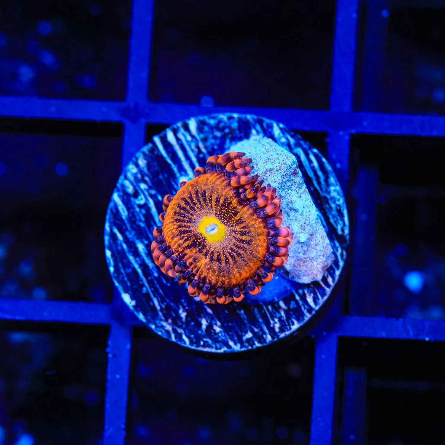 TSA Angel Eye Zoanthids Coral