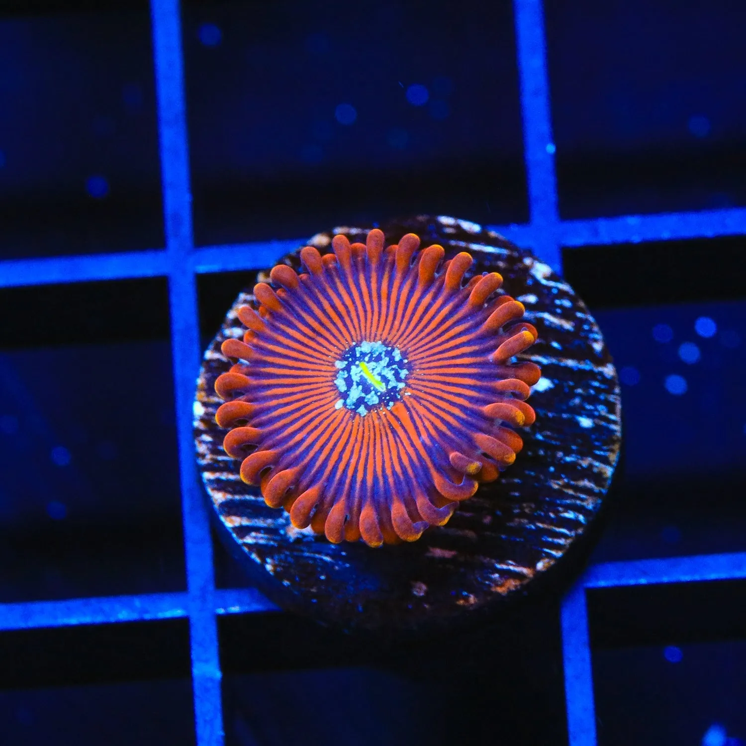 TSA Wizard Zoanthids Coral