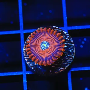 TSA Wizard Zoanthids Coral