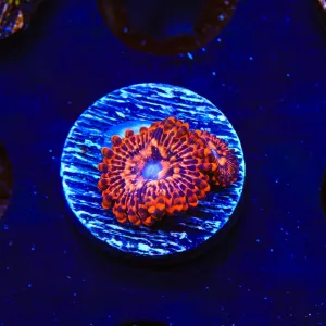 Utter Chaos Zoanthids Coral