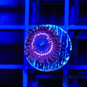 WWC Taser Zoanthids Coral