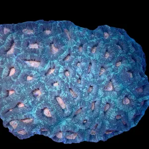 Yellow Gold Eye Favia Colony
