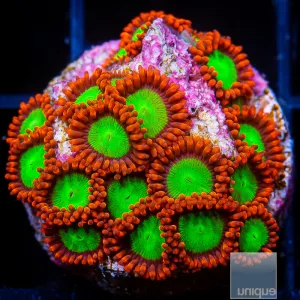 Zoanthus sp. - OG Goblins on Fire Zoas - Stock Frag